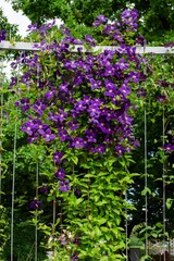 Long clematis flower grows on a vertical support
