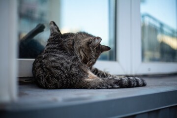 cat