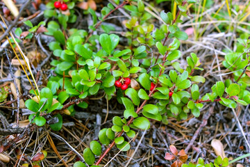 Cranberries fall season in Canadian Rockies