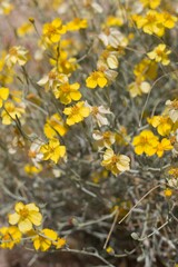 Head inflorescences of yellow bloom from Paperflower, Psilostrophe Cooperi, Asteraceae, native hermaphroditic perennial subshrub in Joshua Tree National Park, Colorado Desert, Springtime.