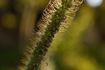 Primer plano de una espiguilla de Setaria Pumila con semillas e inflorescencias erizadas sobre fondo de jardín bokeh.