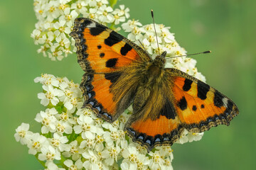 Obraz premium Kleiner Fuchs