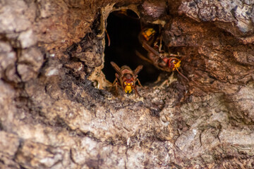 European hornets defend the entry of their hornets nest against invaders and are a dangerous and poisonous pest that build colony with stinging yellow jackets in tree trunks with aggressive attack