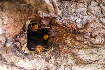 European hornets defend the entry of their hornets nest against invaders and are a dangerous and poisonous pest that build colony with stinging yellow jackets in tree trunks with aggressive attack