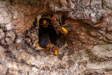 European hornets defend the entry of their hornets nest against invaders and are a dangerous and poisonous pest that build colony with stinging yellow jackets in tree trunks with aggressive attack