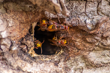 European hornets defend the entry of their hornets nest against invaders and are a dangerous and poisonous pest that build colony with stinging yellow jackets in tree trunks with aggressive attack