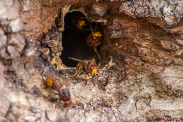 European hornets defend the entry of their hornets nest against invaders and are a dangerous and poisonous pest that build colony with stinging yellow jackets in tree trunks with aggressive attack