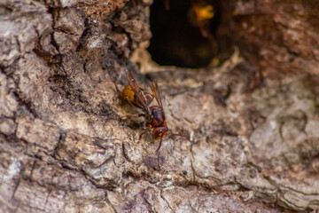 European hornets defend the entry of their hornets nest against invaders and are a dangerous and poisonous pest that build colony with stinging yellow jackets in tree trunks with aggressive attack