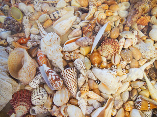 沖縄　久米島の風景　きれいな貝殻