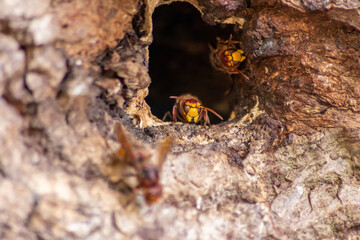 European hornets defend the entry of their hornets nest against invaders and are a dangerous and poisonous pest that build colony with stinging yellow jackets in tree trunks with aggressive attack