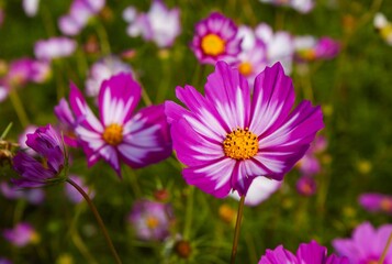 Obraz premium 咲き競うコスモスは秋の風物詩～生き生きと季節を過ごす