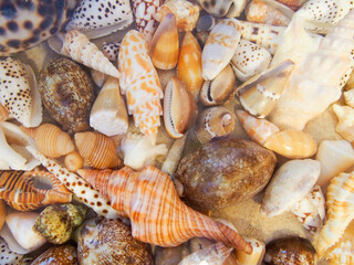 沖縄　久米島の風景　きれいな貝殻