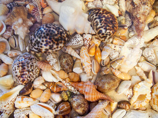 沖縄　久米島の風景　きれいな貝殻