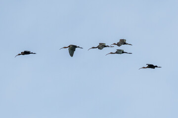 Glossy Ibis Plegadis falcinellus Costa Ballena Cadiz