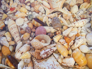 沖縄　久米島の風景　きれいな貝殻