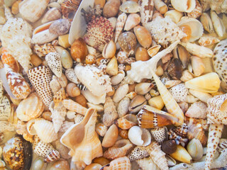 沖縄　久米島の風景　きれいな貝殻