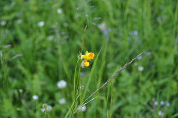 yellow flower on grass