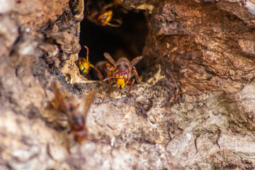 European hornets defend the entry of their hornets nest against invaders and are a dangerous and poisonous pest that build colony with stinging yellow jackets in tree trunks with aggressive attack