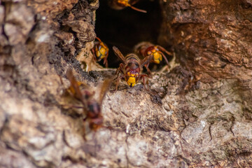 European hornets defend the entry of their hornets nest against invaders and are a dangerous and poisonous pest that build colony with stinging yellow jackets in tree trunks with aggressive attack