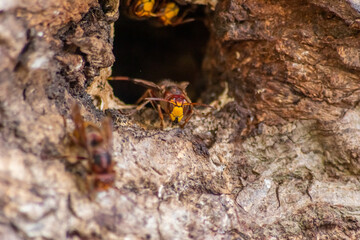 European hornets defend the entry of their hornets nest against invaders and are a dangerous and poisonous pest that build colony with stinging yellow jackets in tree trunks with aggressive attack
