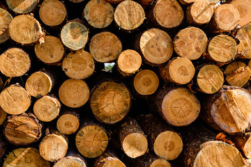 Background of the many tree logs. Wooden pattern