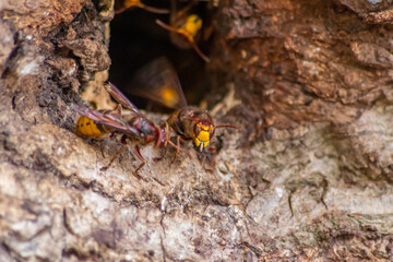 European hornets defend the entry of their hornets nest against invaders and are a dangerous and poisonous pest that build colony with stinging yellow jackets in tree trunks with aggressive attack