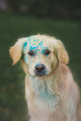 Golden retriever in Holi paints