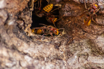 European hornets defend the entry of their hornets nest against invaders and are a dangerous and poisonous pest that build colony with stinging yellow jackets in tree trunks with aggressive attack