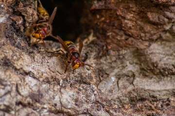 European hornets defend the entry of their hornets nest against invaders and are a dangerous and poisonous pest that build colony with stinging yellow jackets in tree trunks with aggressive attack