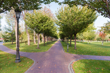 Figured paved paths among the lawn with trees in park