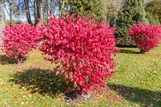 Winged euonymus bushes with red leaves on lawn in park