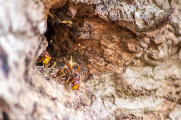 European hornets defend the entry of their hornets nest against invaders and are a dangerous and poisonous pest that build colony with stinging yellow jackets in tree trunks with aggressive attack