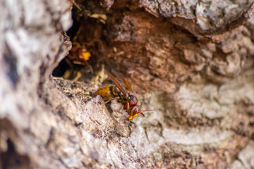 European hornets defend the entry of their hornets nest against invaders and are a dangerous and poisonous pest that build colony with stinging yellow jackets in tree trunks with aggressive attack