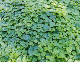 Fragment of glade in the forest covered with climbing plants
