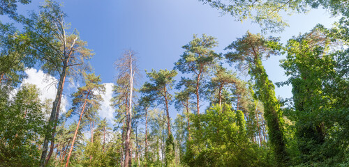 Trunks and crowns of trees in forest against sky, panorama