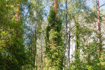 Fototapeta premium Forest with trees entwined with climbing plants, fragment
