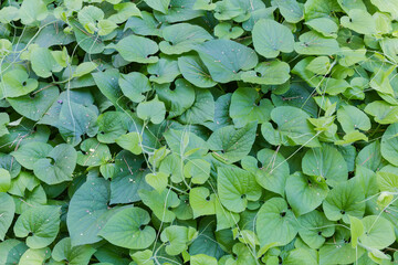 Climbing plants on the forest glade, fragment top view, background