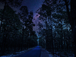 trees on starry night