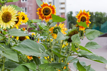 Decorative sunflowers on a blurred background of multistory building