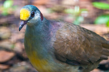 a Sulawesi ground dove (Gallicolumba tristigmata) is a medium-sized, approximately 35 cm long,...