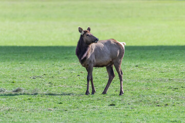 elk in field of grass