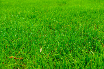 Background of the green grass. Eco concept. Selective focus
