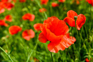 Wild red poppy plants blossoming at spring