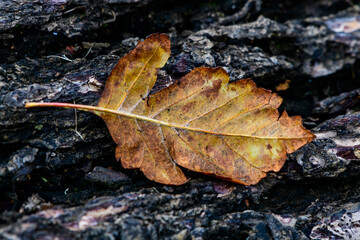 autumn leaf on top of tree bark