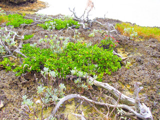 沖縄　久米島の風景　シンリ浜