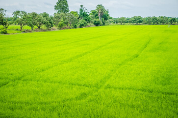 Beautiful view of agriculture green rice field landscape against blue sky with clouds background, Thailand. Paddy farm plant peaceful. Environment harvest cereal.