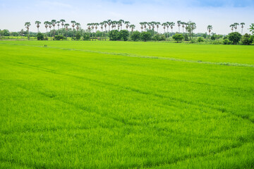 Beautiful view of agriculture green rice field landscape against blue sky with clouds background, Thailand. Paddy farm plant peaceful. Environment harvest cereal.