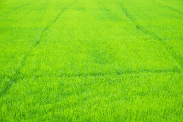 Naklejka premium Beautiful view of agriculture green rice field landscape background, Thailand. Paddy farm plant peaceful. Environment harvest cereal. 