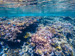 Carall reef of the red sea. Egypt