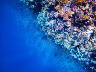 Underwater scene with coral reef in the Red Sea